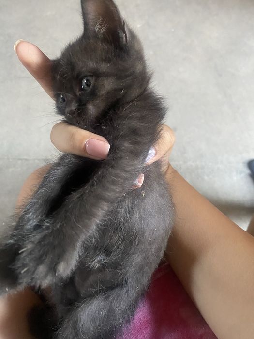 Котенок 1,5 месяца