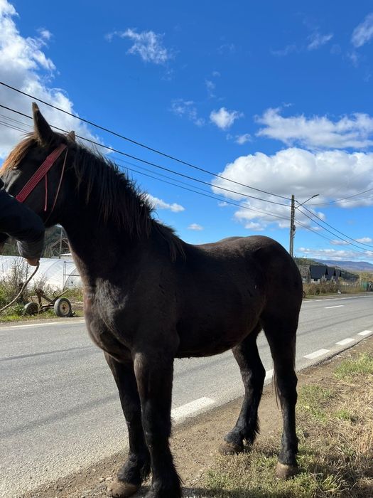 Manz de 2 ani de vanzare învățat la ham