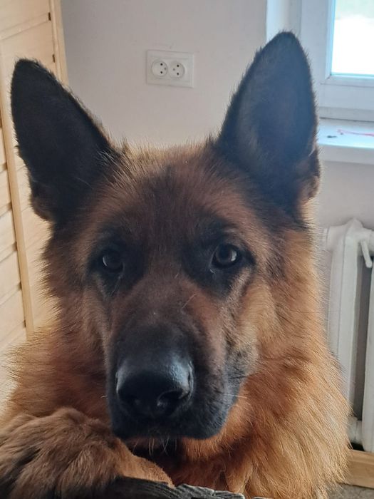 Щенки немецкой овчарки