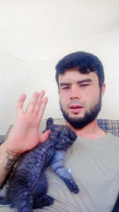 100/garantiya emlamalari boʻlgan uy mushugi juda aqili oʻyinqaroq