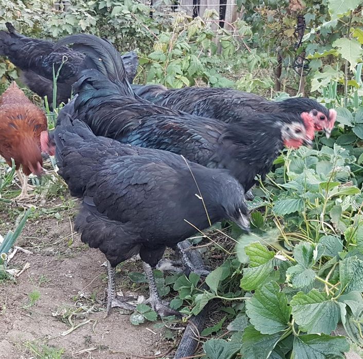 Продам молодых петушков