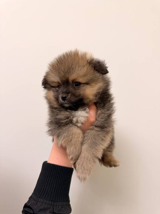 Шпиц померанский