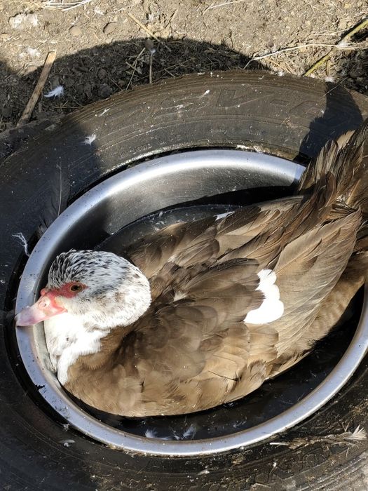 Селезень индоутки на племя