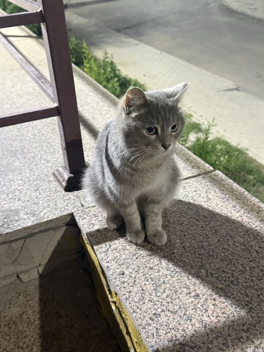 Кот шотландский