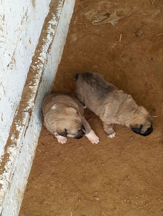 Прадаётся алабай