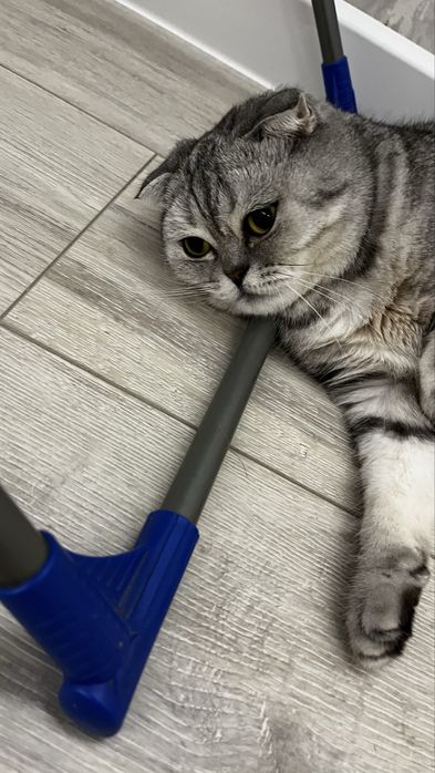 Вислоухая шотландская кошка