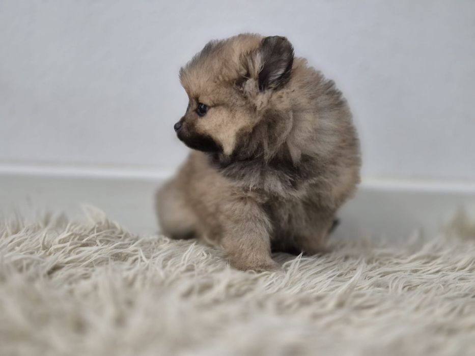 Vand fetita pomeranian