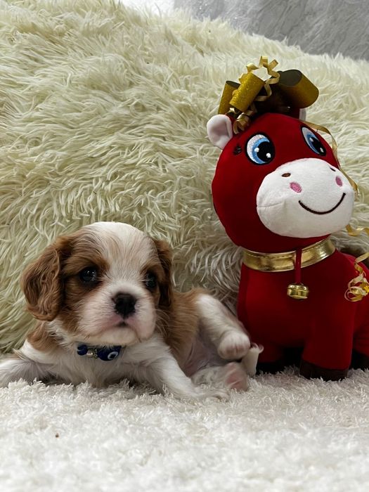 Кавалер кинг чарльз щенки