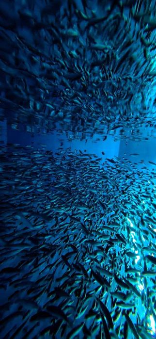 Малёк форели, малек, мальки,  рыба Форель, 10-50 гр.