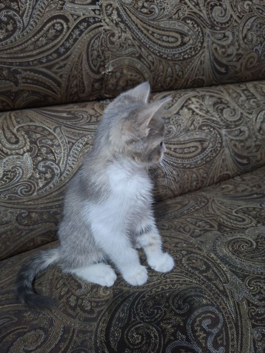 Отдадим котят в хорошие руки