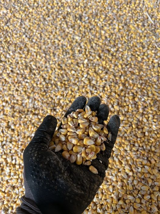 Vand  porumb Porumb uscat