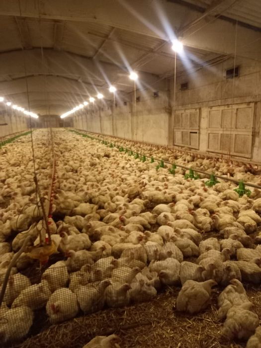 Pui albi și rasa mixta