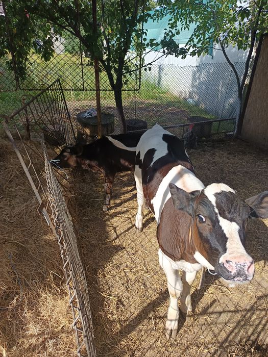 2 vițele de vanzare