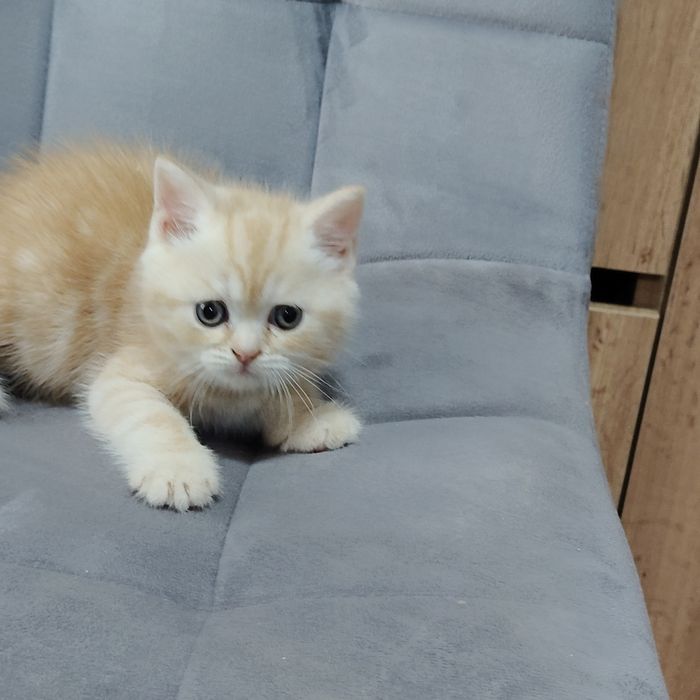 Котик Тяжеловес es22
