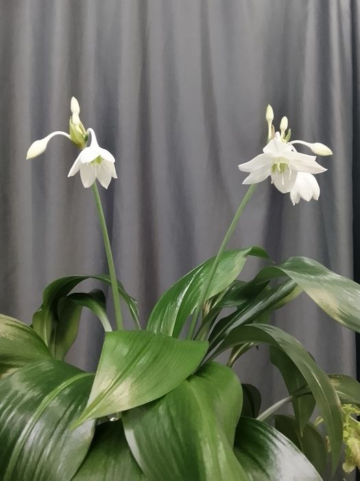 Эухарис ( Амазонская лилия)