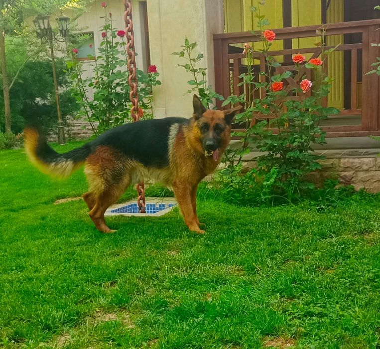 Вязка восточно европейской немецкой овчарки вчарки