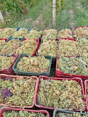 Vand struguri de vin avem toate soiurile disponibil transport gratuit in toata tara