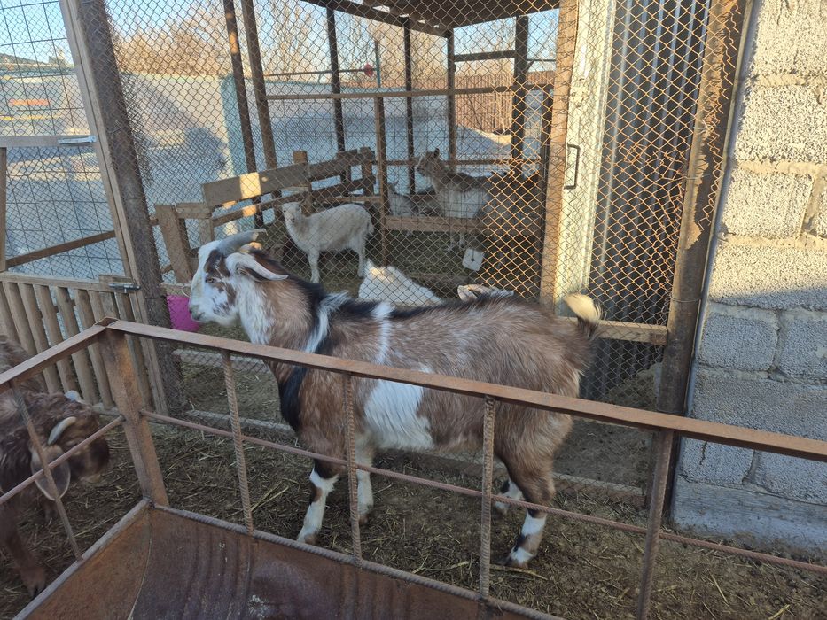 Қашыруға теке ,қошқар