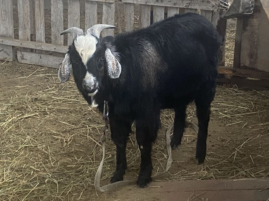 Козёл/ Теке молодой