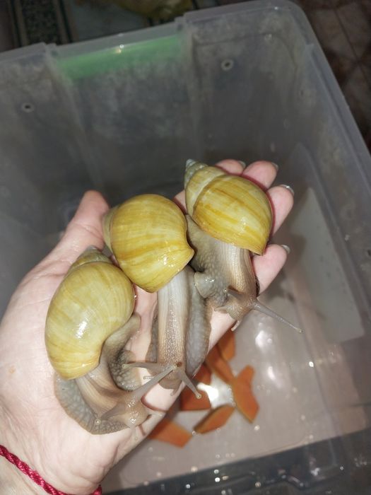 Улитки ахатины для косметологии