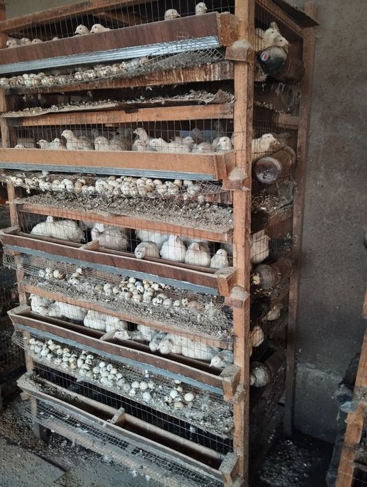 Боденелер сатылады