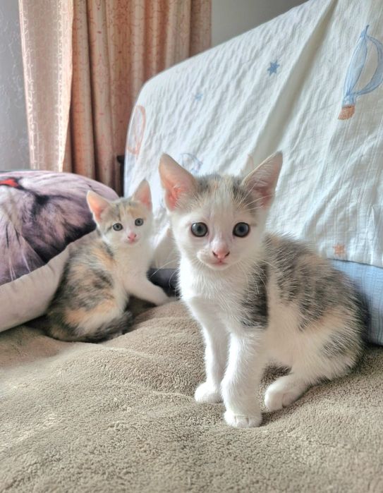Продаются котята
