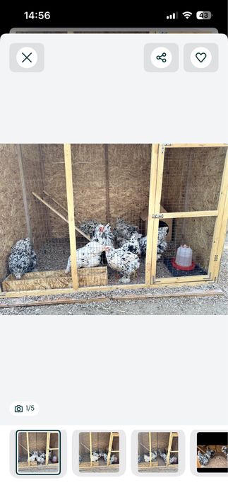 Брам продам узынагаш