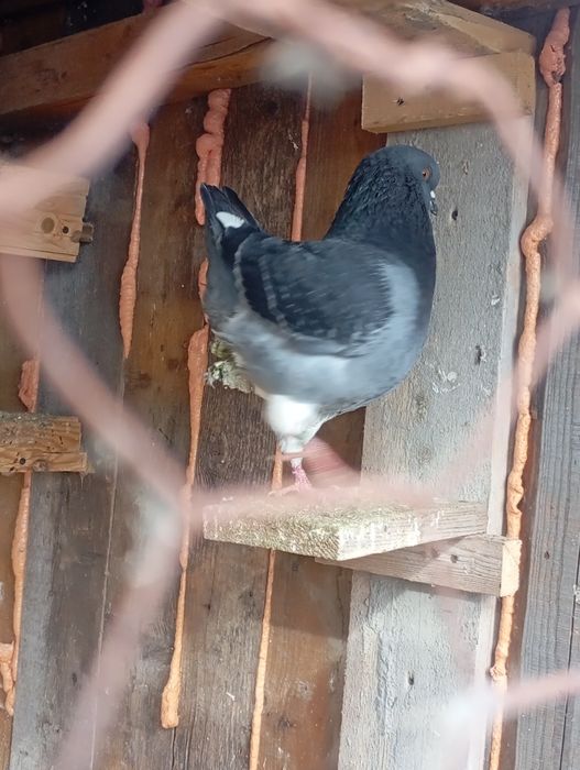 King și Caranulati de Oradea dau la schimb cu alte rase.