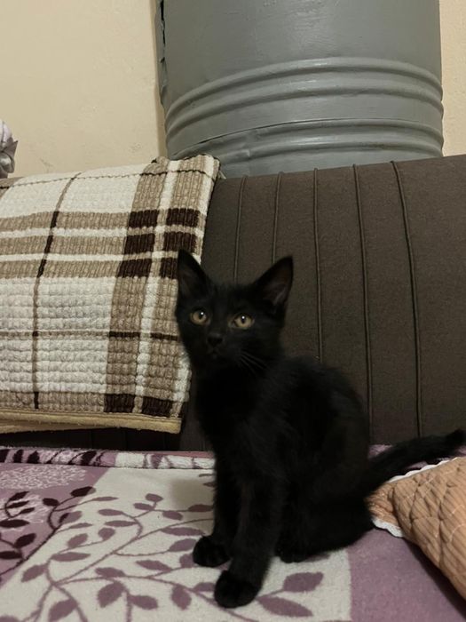 Котяток добрые руки