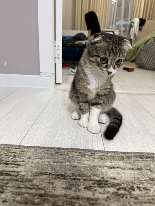 Кошка вислоухая