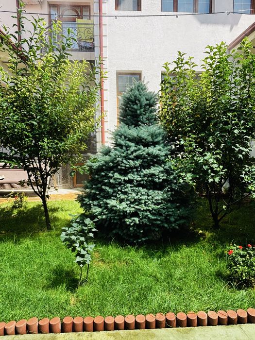 Арча голубой ель