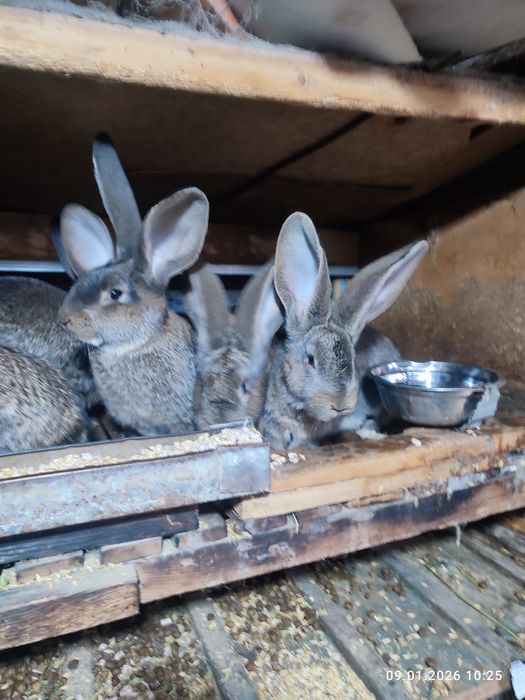 Продам крольчат от фландеров.