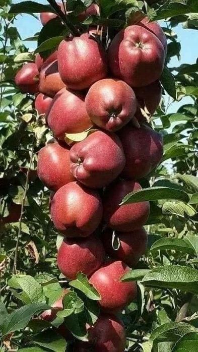 Vita de vie,  pomi fructiferi  si pomi Columnari