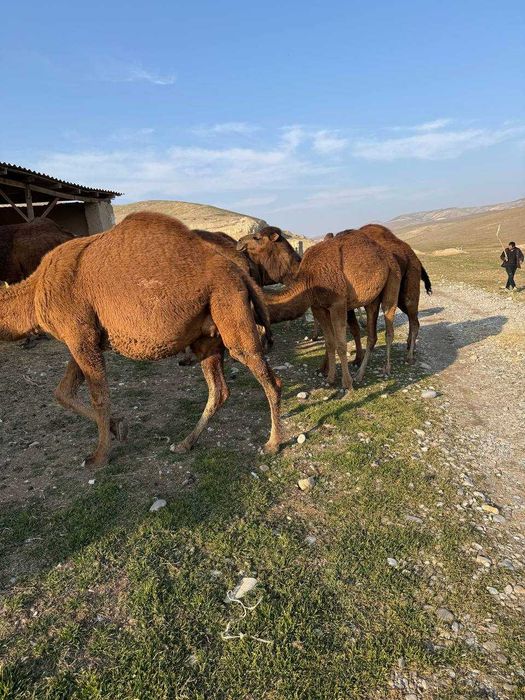 Туя, Tuya, сотилади
