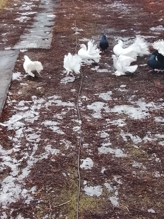 Продаются голуби павлины