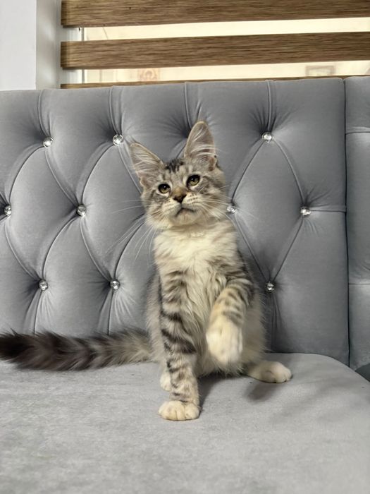 Baiat maine coon