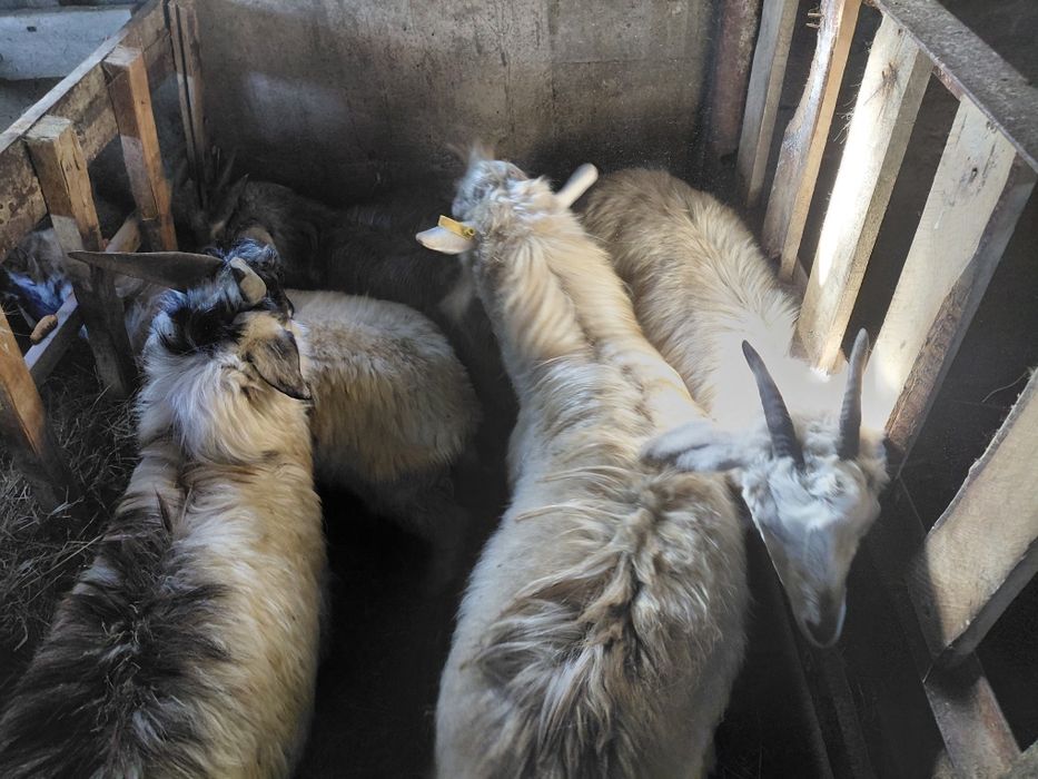 Ешкілер сатылады!