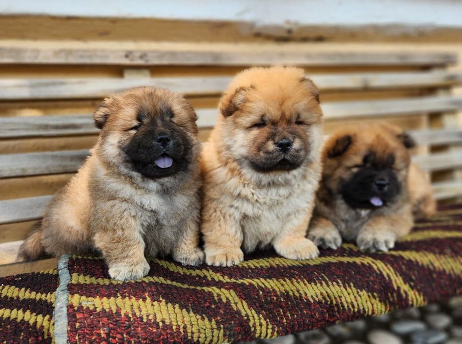 Продаются щенки Чау-чау.  Есть мальчик и девочки. Папа клубный