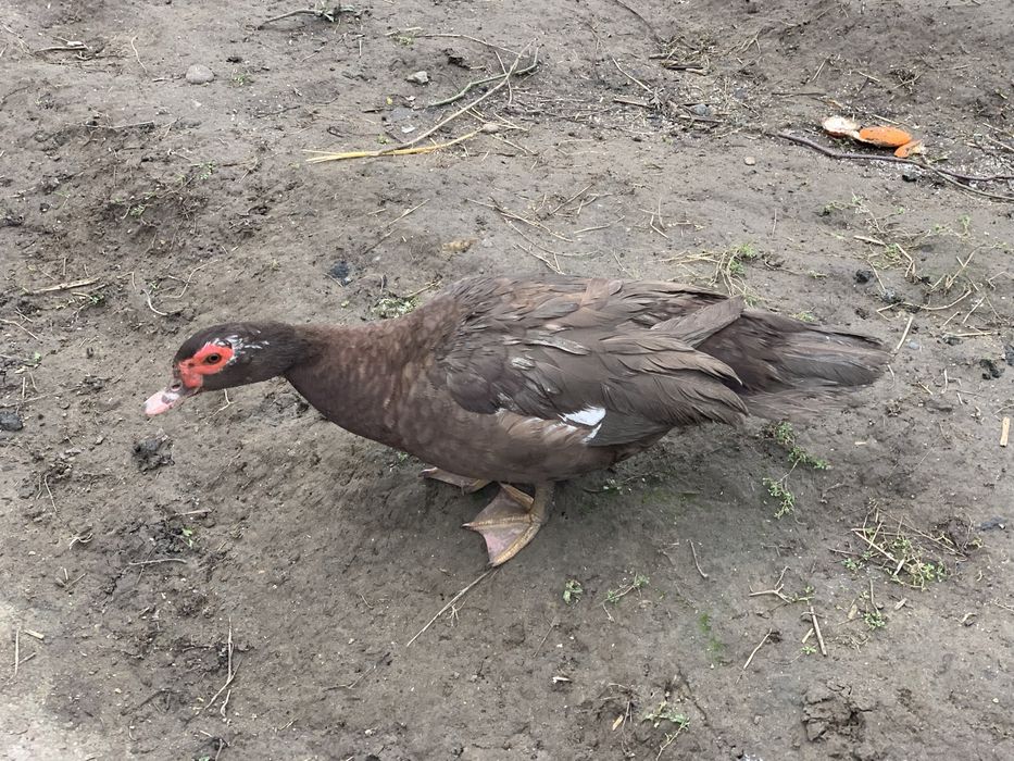 Rate lesesti ciocolatii