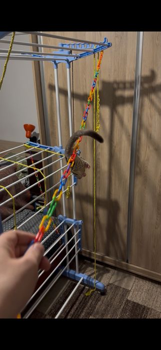 Veverita zburatoare - Sugar Glider + cușca si acceso