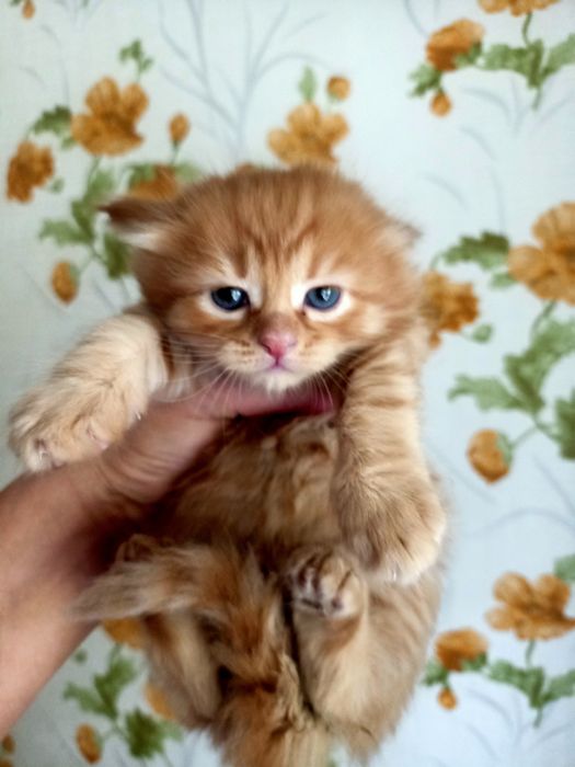 Отдам красивых котят