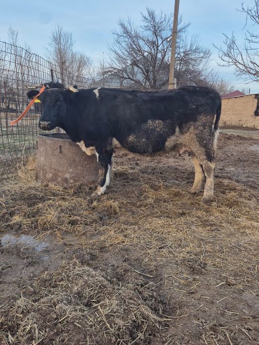 Сиыр сатылады бугін туған