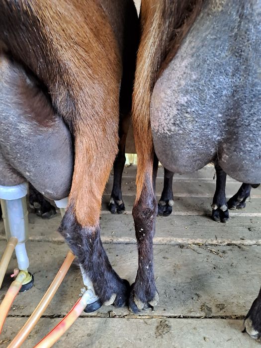 Vand iedute si iezi rasa alpin francez