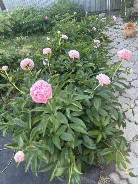 Продам пионы , сортовые количество ограничено !!