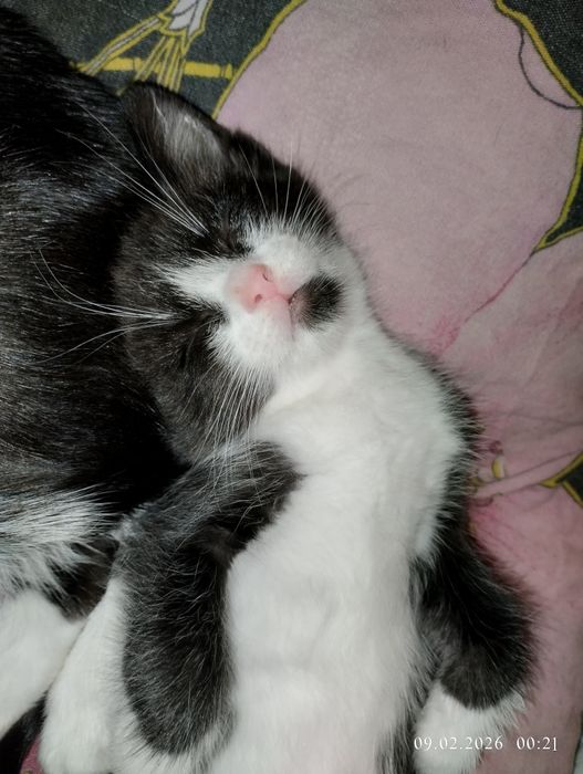 Отдам котят в добрые руки