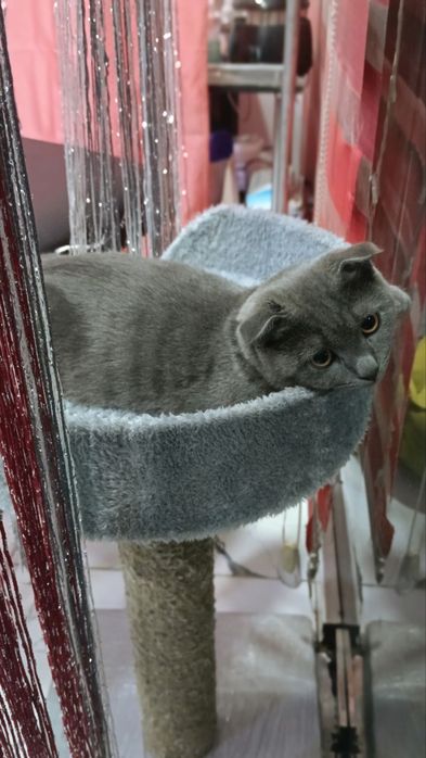 Ismi BARS 1,5 yosh oʻgil bola latokka orgatilgan