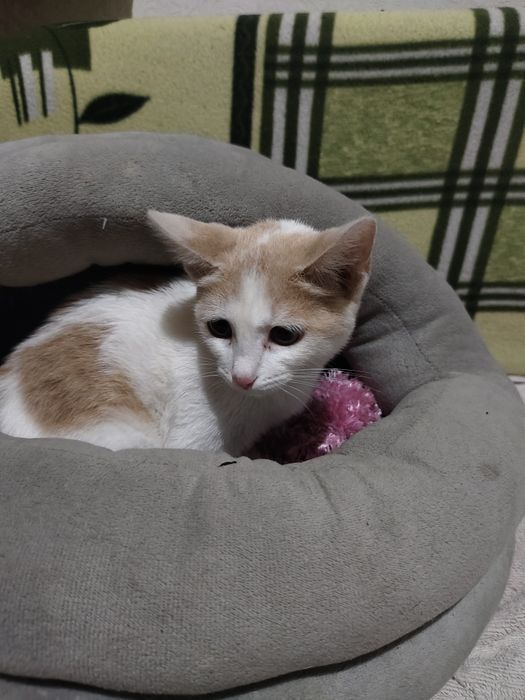 Кошечка в добрые руки