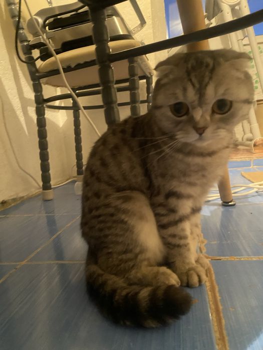 Шотланская кошка