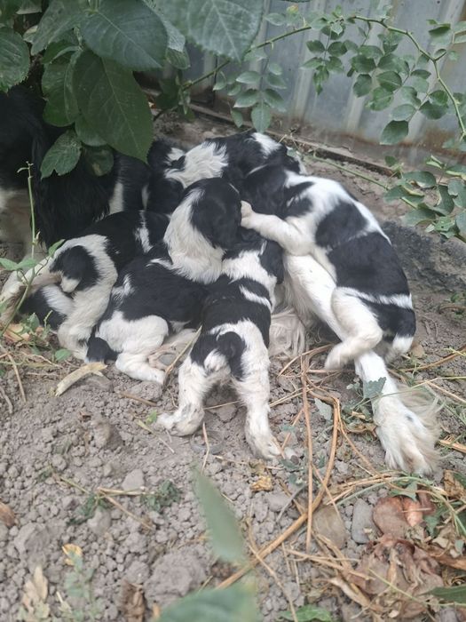 Продам щенки спаенлья