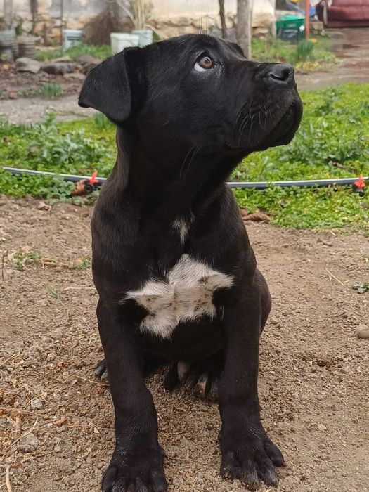 Кане корсо страхотно куче.